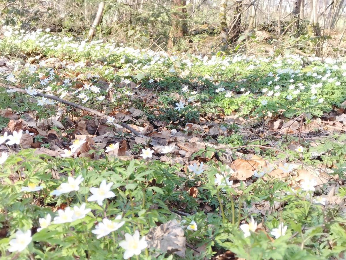 Les Hortensias La Souris Des Champs Apartment Etival-Clairefontaine ภายนอก รูปภาพ